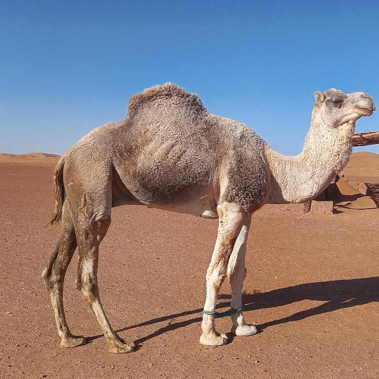 laeti-event-sejour-exclusivement-feminin-desert-janvier-maroc-dromadaire