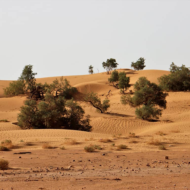 laeti-event-sejour-au-maroc-speciale-cse-immertion-dans-le-desert-m-hamid