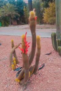 laeti-event-sejours-maroc-majorelle-cactus