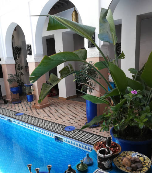 laeti-event-sejours-maroc-piscine-riads-maroc-interieur-riad